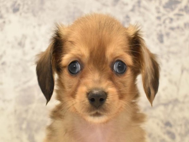 神奈川県のハーフ犬 (ペッツワン相模原愛川インター店/2024年3月24日生まれ/女の子/レッドホワイト)の子犬